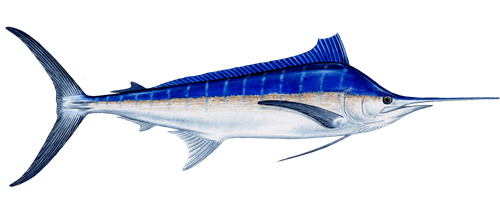 blue marlin2