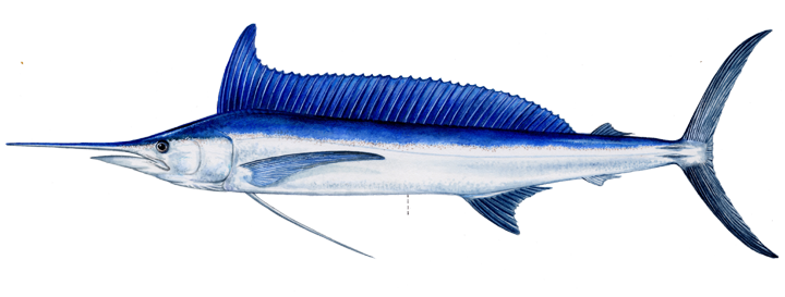 spearfish longbill 2