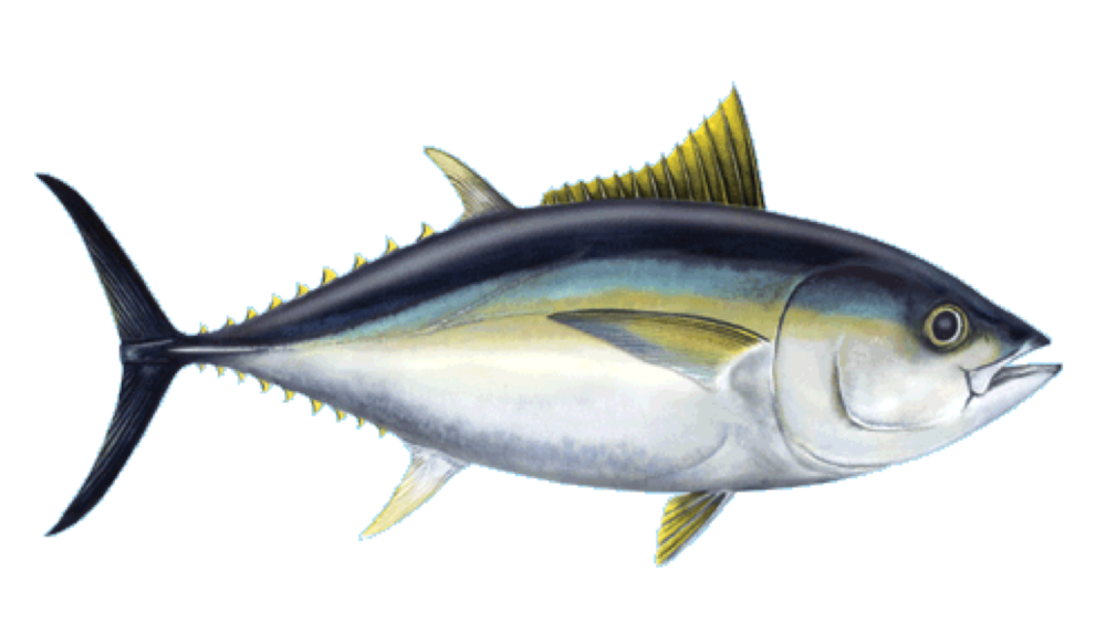 bigeye tuna2